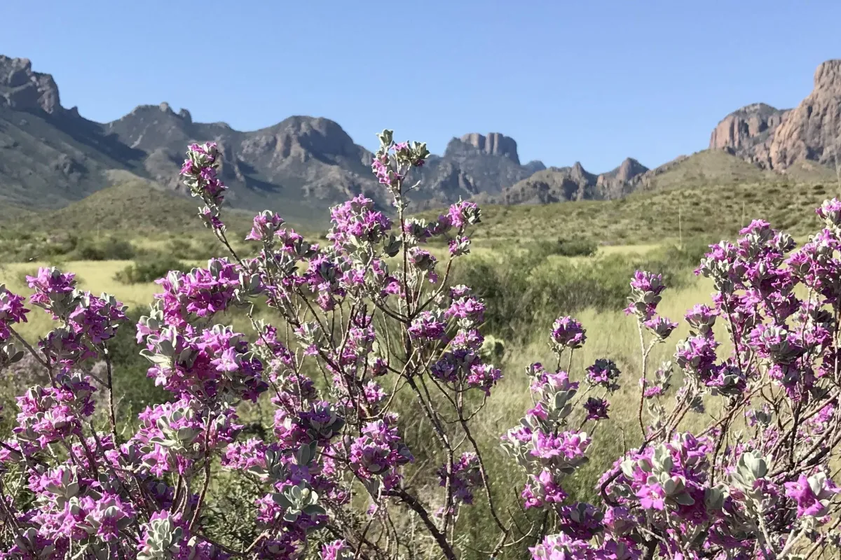 Blooming Cenizo