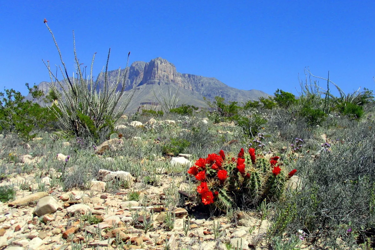 El Capitan with blooming claret cup cacti