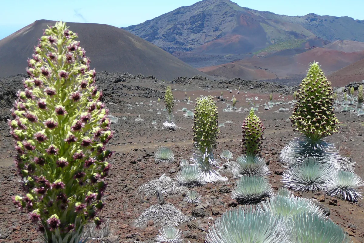 'Ahinahina blooms in Haleakala crater