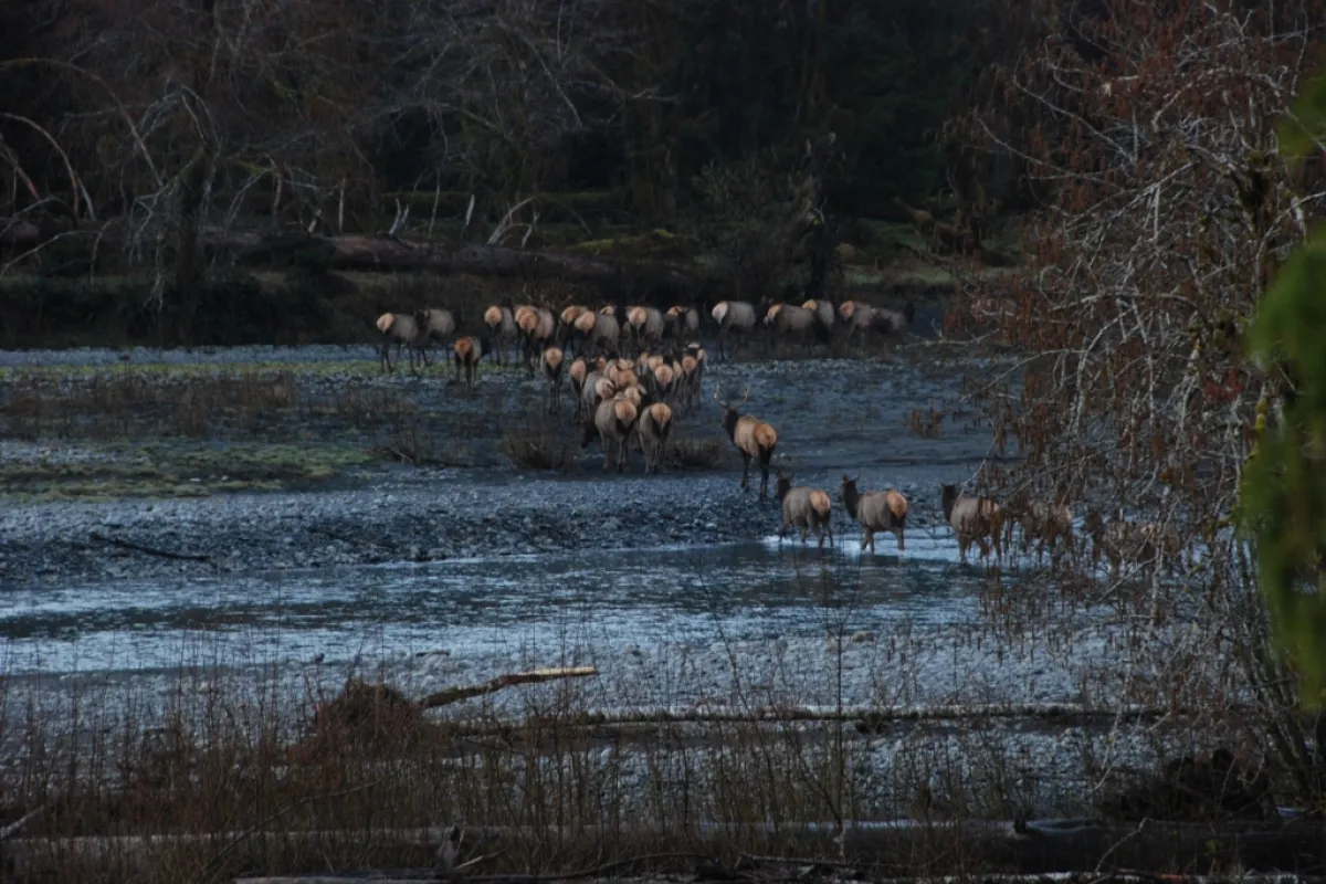 A herd of elk crossing a river.