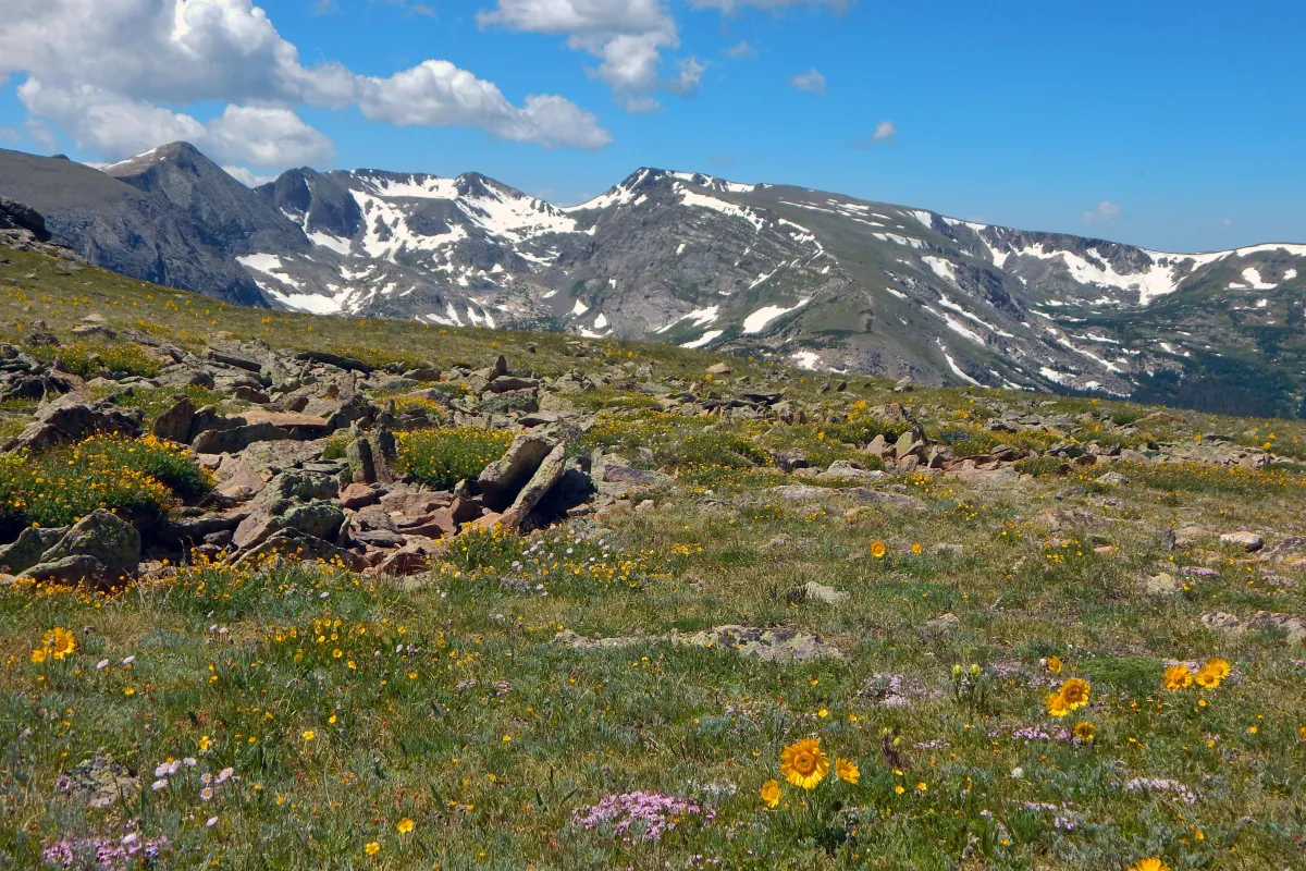 Alpine wildflowers are blooming