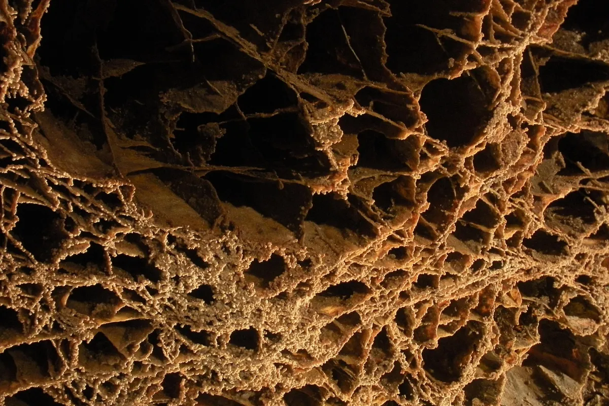 Thin fins of calcite forming box-shaped openings, called boxwork, on a cave ceiling.