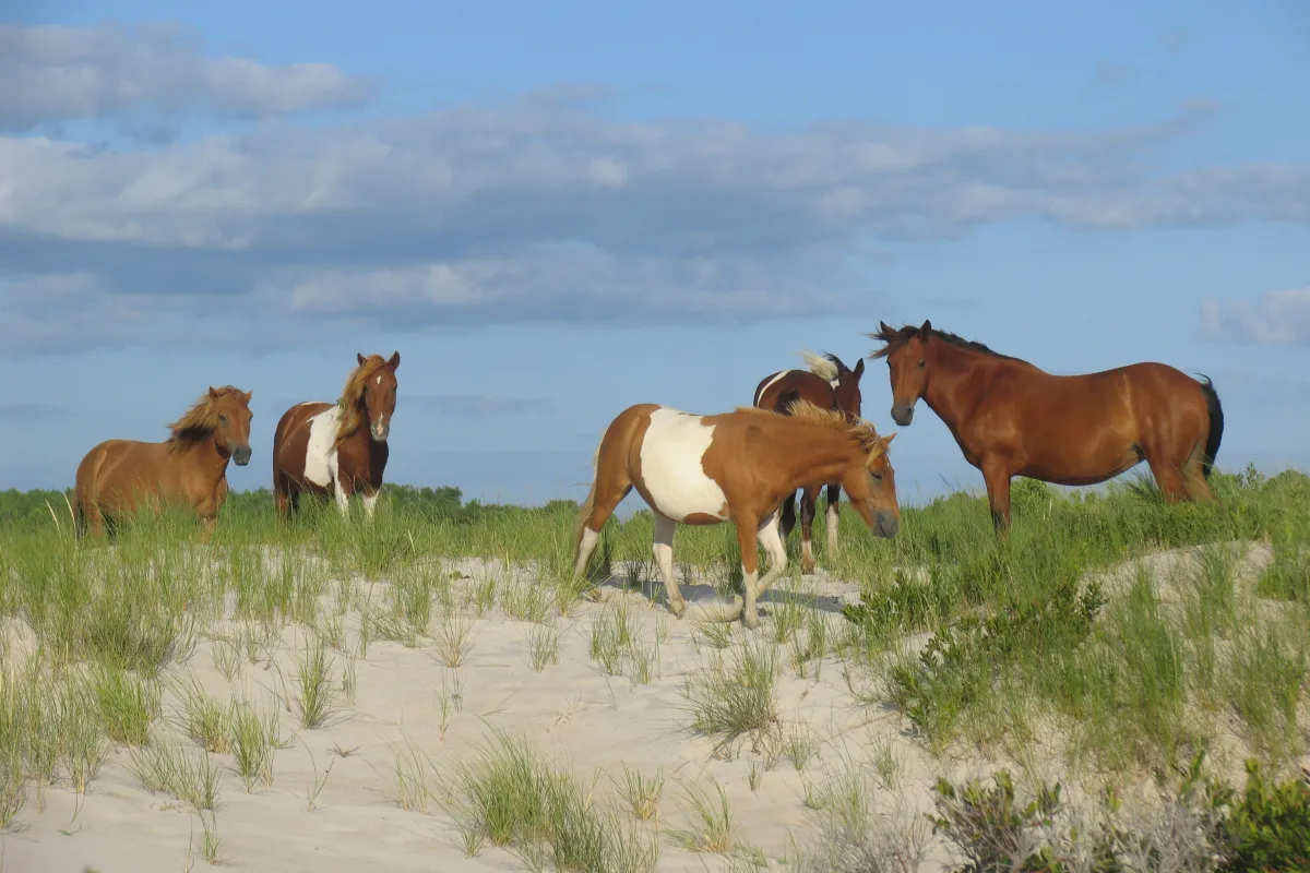 Wild horses on the dunes at Assateague