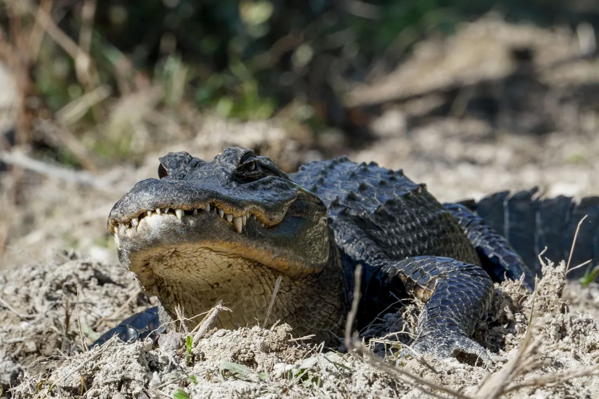A small alligator basking on top of dry vegetation.