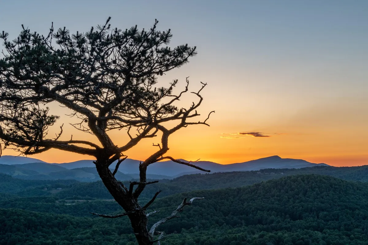A long pine tree stands in front of distant mountain ridges beneath an orange sunset