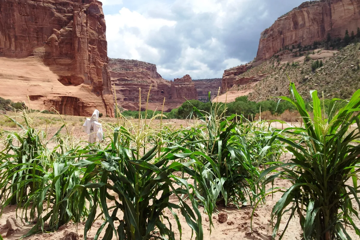 Farm in the canyon