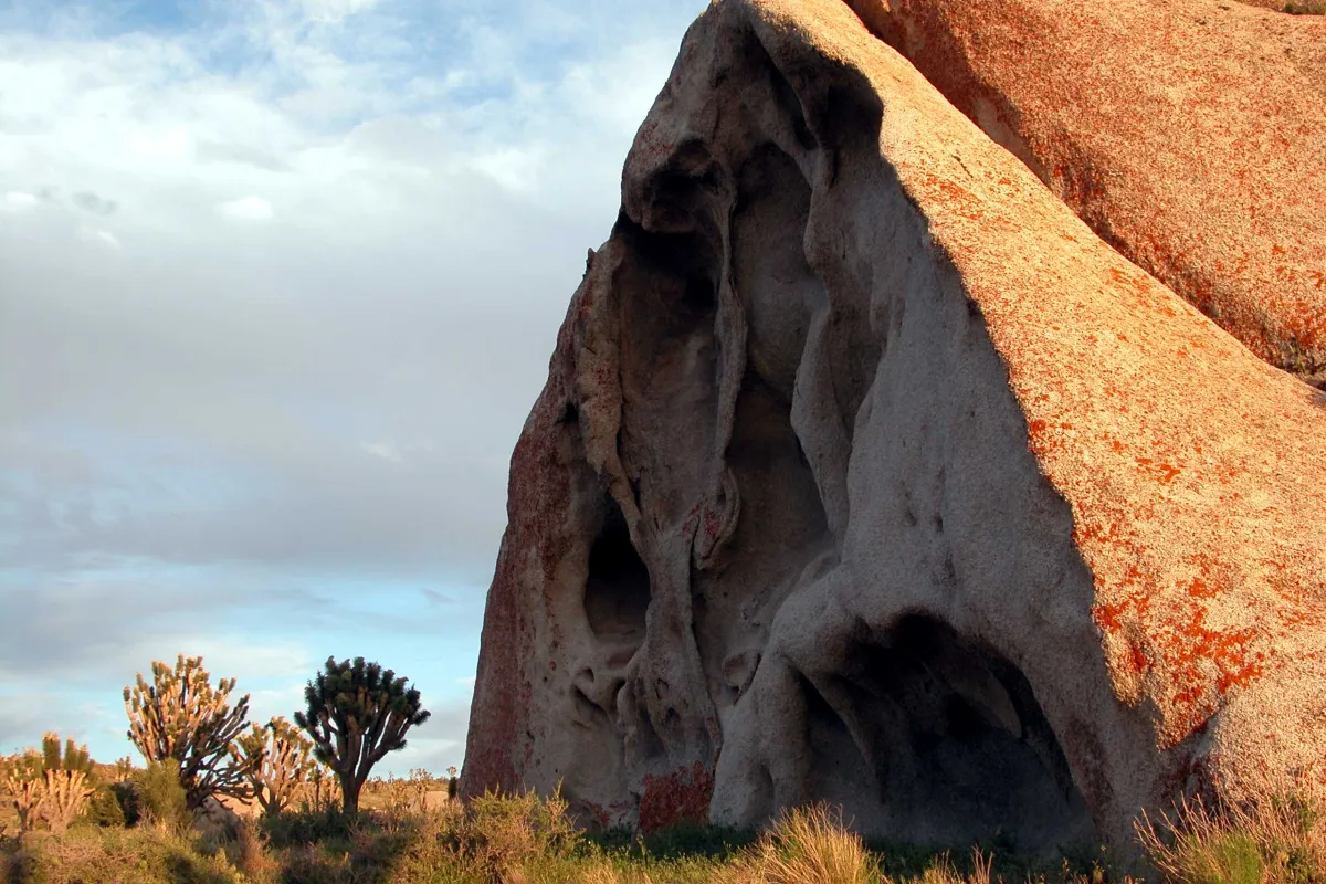Red rocks frame a stand of Joshua trees and sage brush.