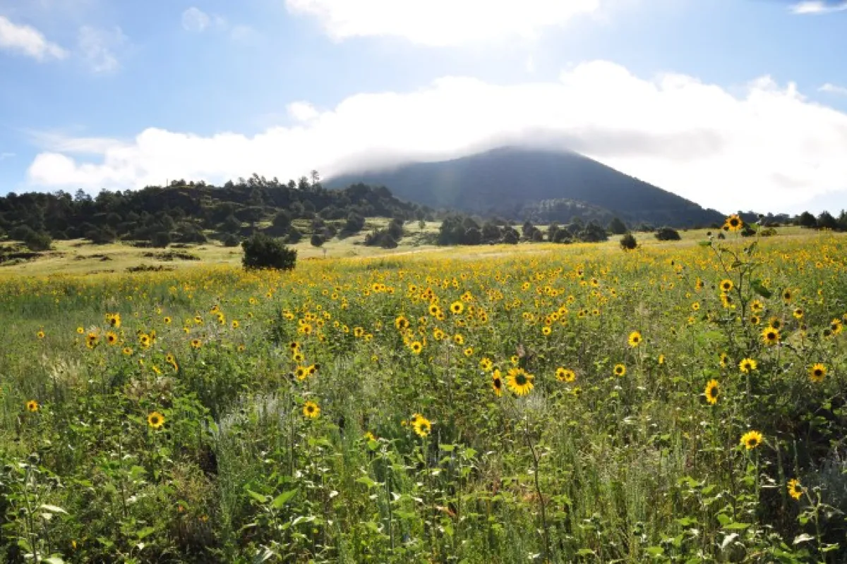 A cloud shrouded volcano rises behind a field of yellow flowers.