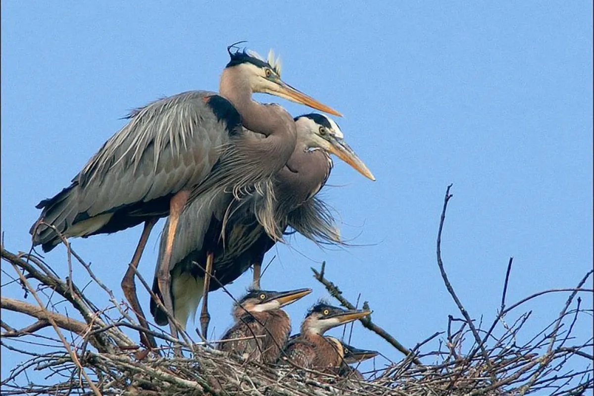 Two adult Great Blue Herons stand watch over their 3 young chicks in the nest.