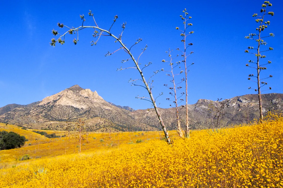 Agave stalks and wildflowers with mountains in the distance