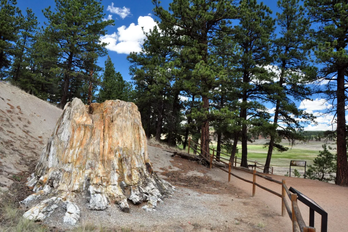 Fossil redwood stump