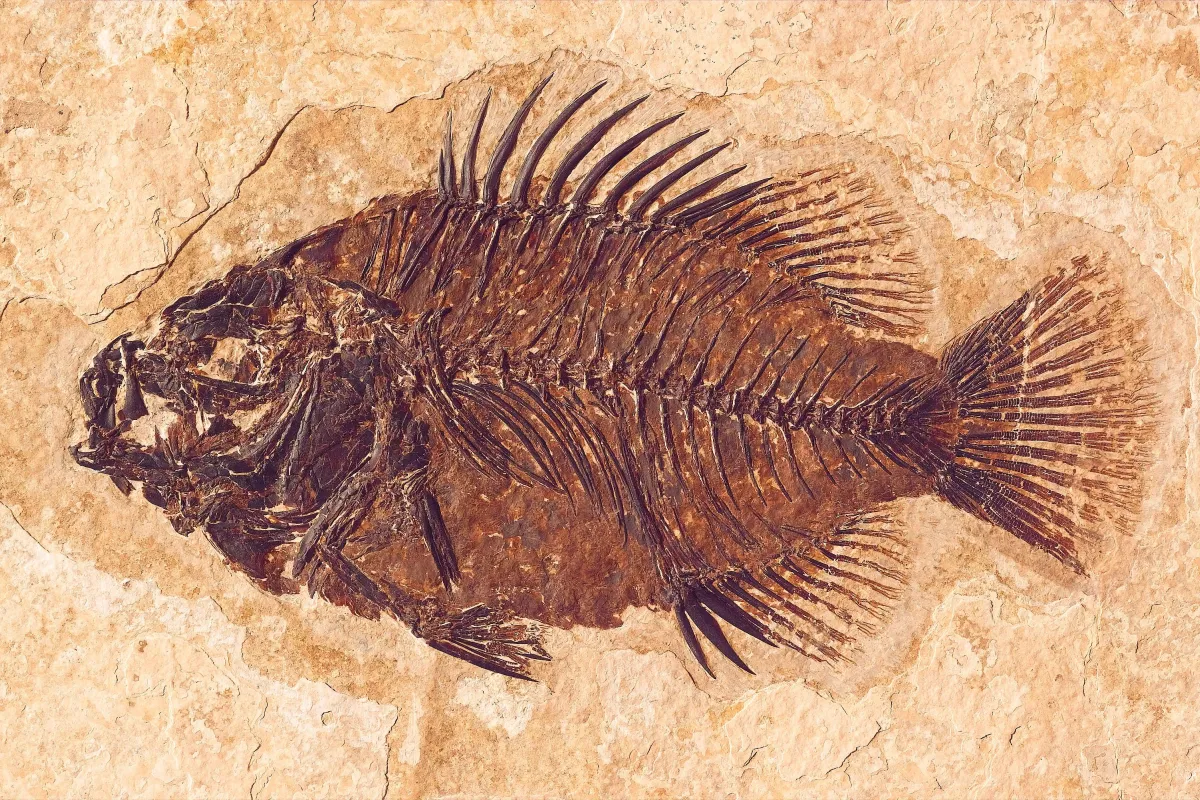 A dark brown, football-shaped fossil fish with a fan-shaped tail and spines standing up on its back.