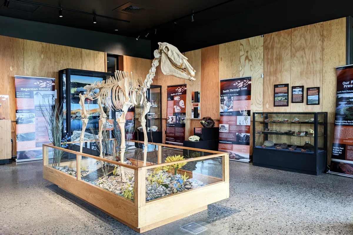 A fossil horse stands in the center of a room filled with posters and display cases
