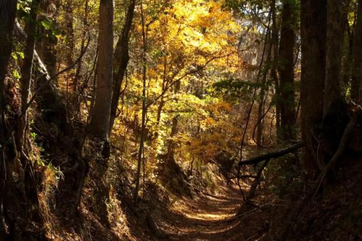 Potkopinu Section of the Natchez Trace National Scenic Trail