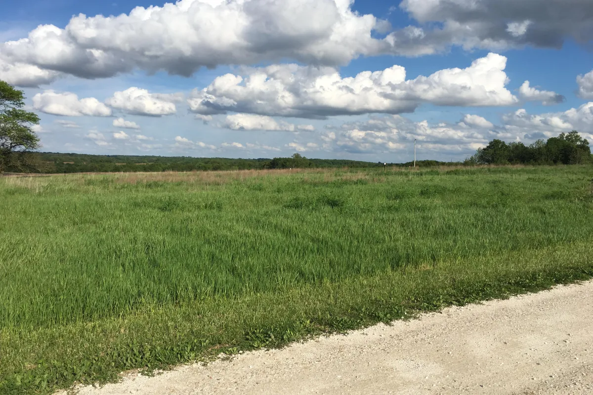 A grassy field surrounded by forest under a sunny sky with large white clouds.