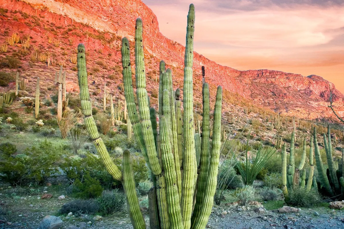 Organ pipe cactus and mountains at sunset