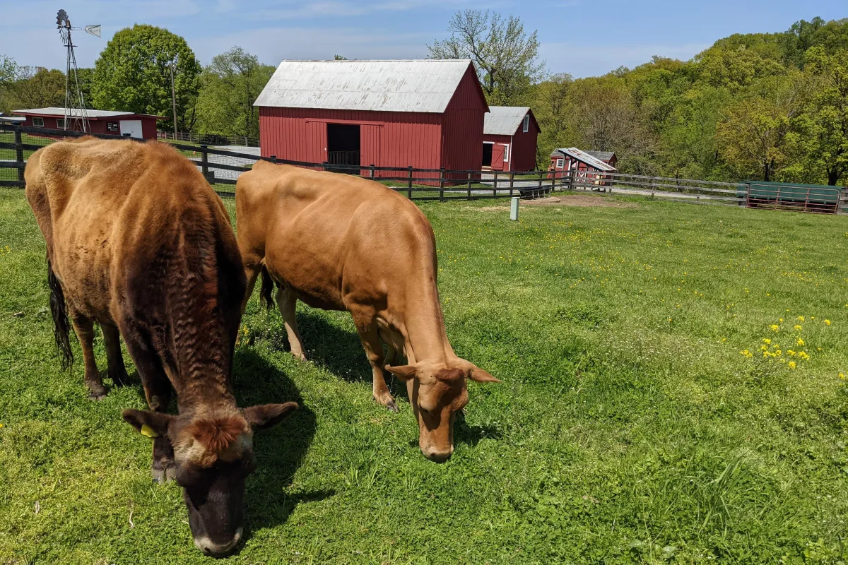 Two brown cows graze in a field