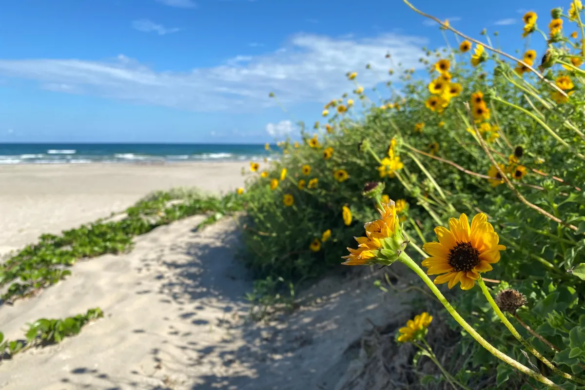 Yellow flowers bloom in the dunes along Malaquite Beach.