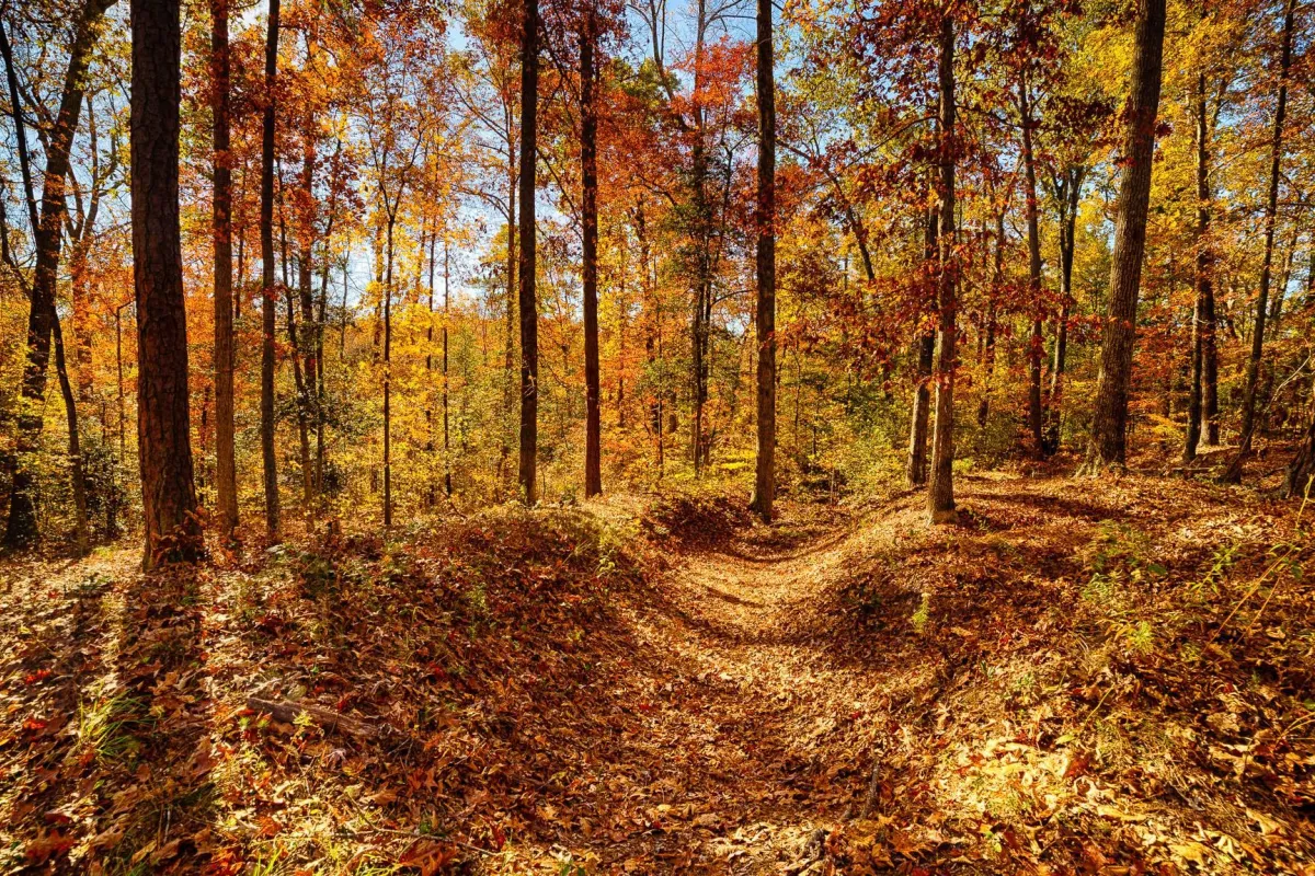 Earthen trenches running through a wooded area of bare trees and fallen autumn leaves.