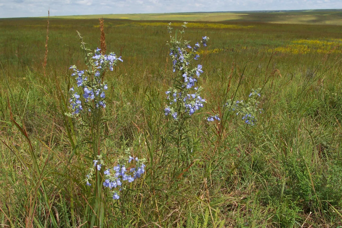 fall wildflowers at the preserve