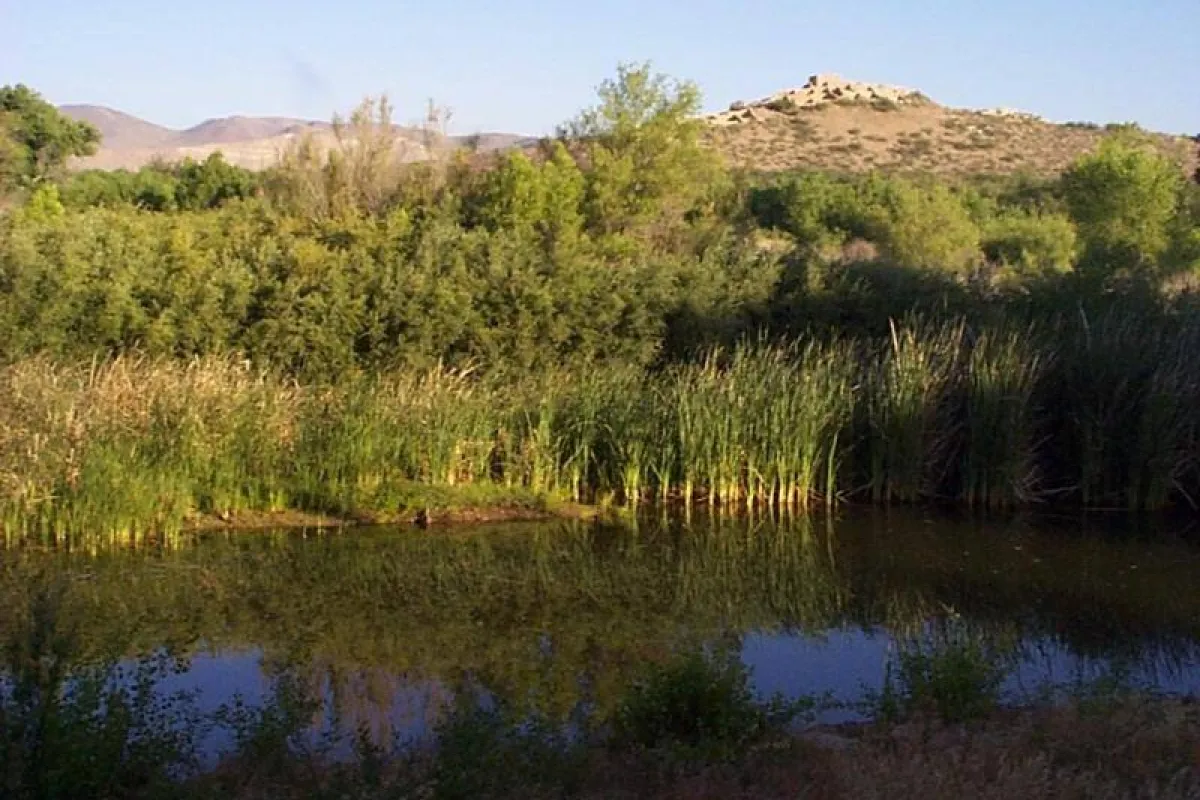 A marsh with open water, cattails, and a masonry dwelling beyond.